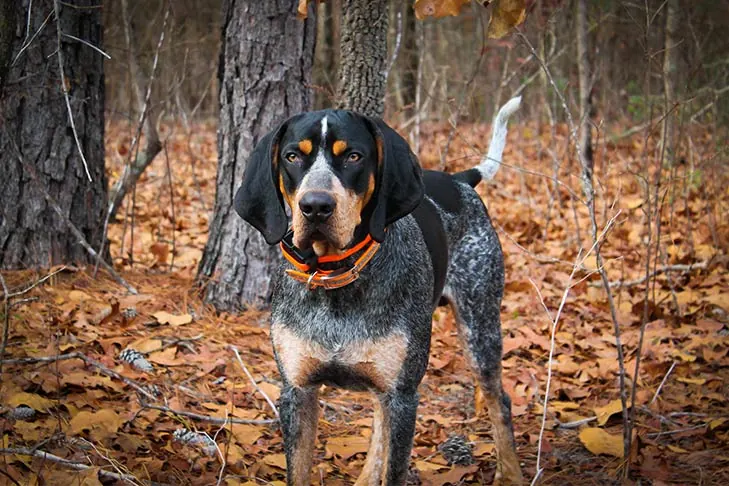 کونهاند بلوتیک (Bluetick Coonhound)