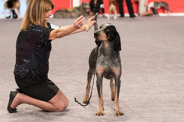 Bluetick Coonhound