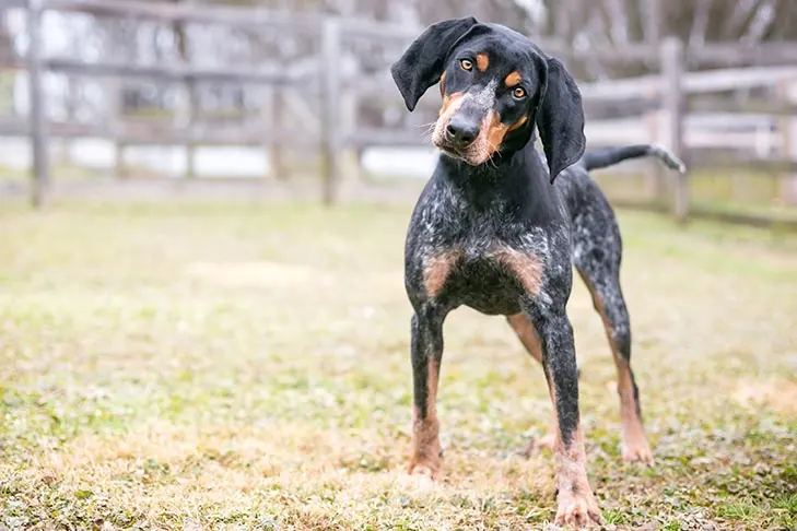 کونهاند بلوتیک (Bluetick Coonhound)