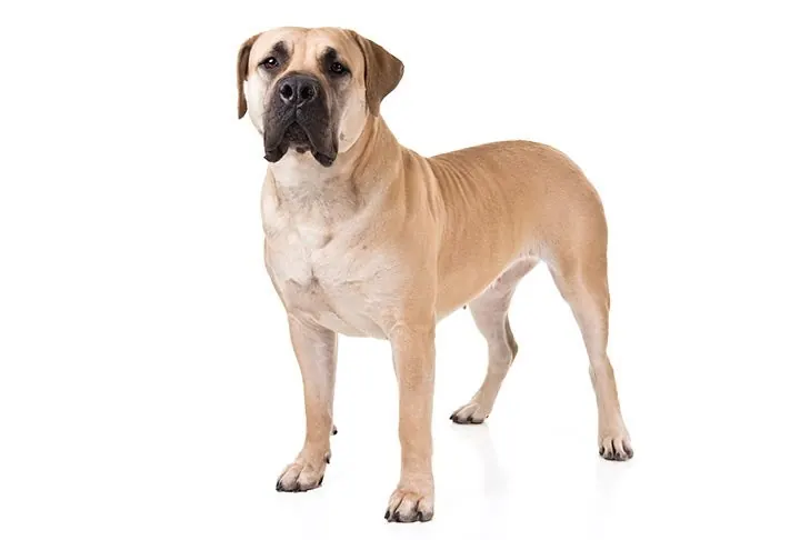 بوربول (Boerboel)