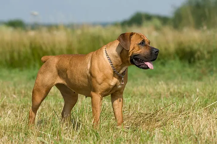 بوربول (Boerboel)