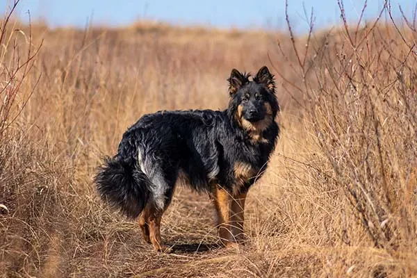 شپرد بوهمی (Bohemian Shepherd)