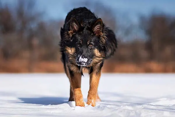 Bohemian Shepherd
