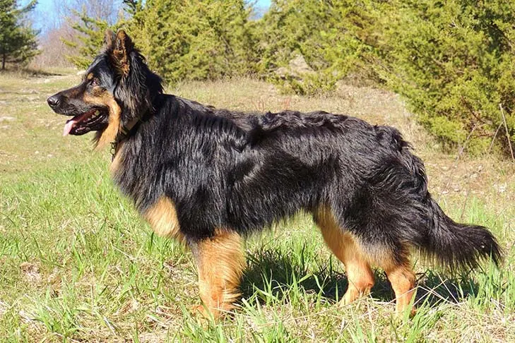 شپرد بوهمی (Bohemian Shepherd)