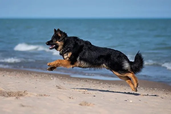 گالری تاریخچه شپرد بوهمی (Bohemian Shepherd)