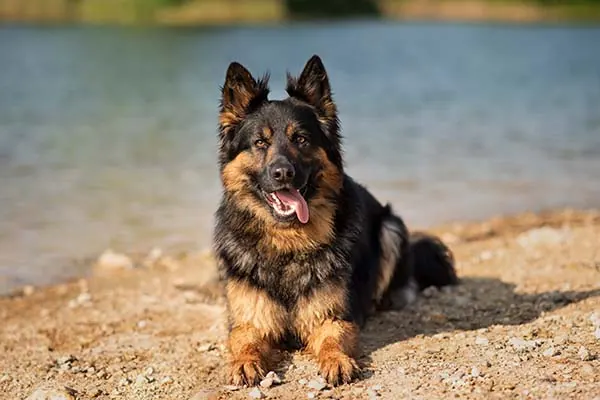 گالری تاریخچه شپرد بوهمی (Bohemian Shepherd)