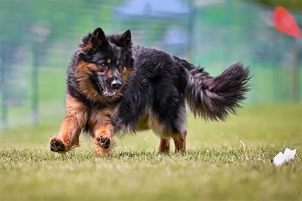 گالری تاریخچه شپرد بوهمی (Bohemian Shepherd)