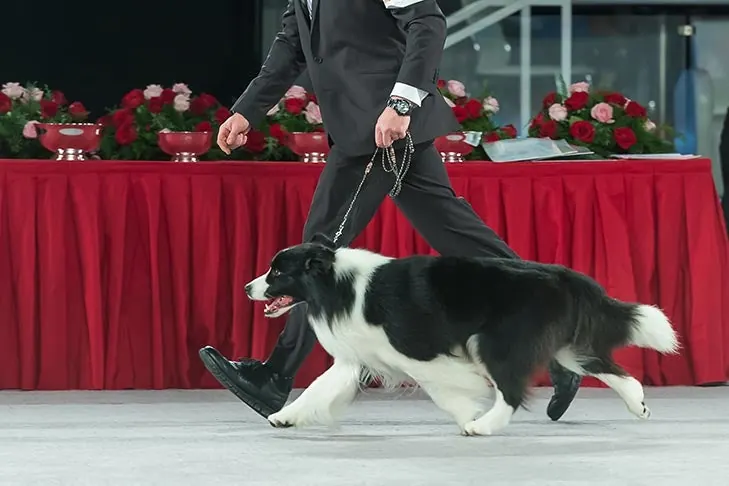 بردر کالی (Border Collie)