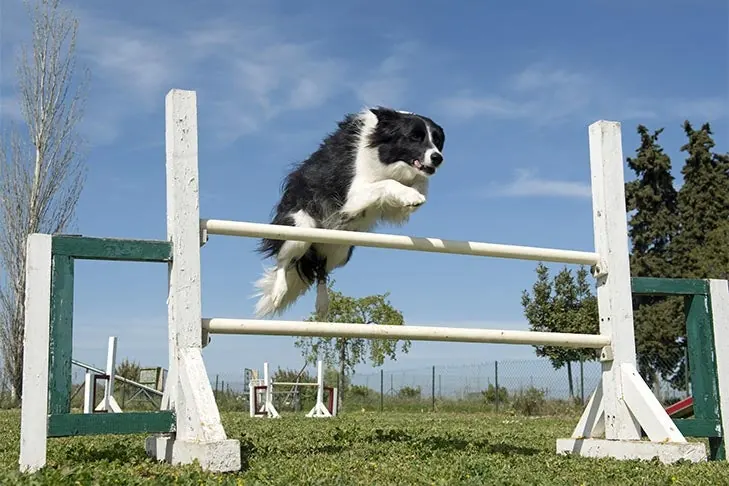 بردر کالی (Border Collie)