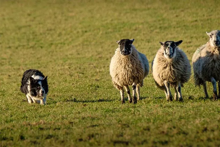 گالری تاریخچه بردر کالی (Border Collie)