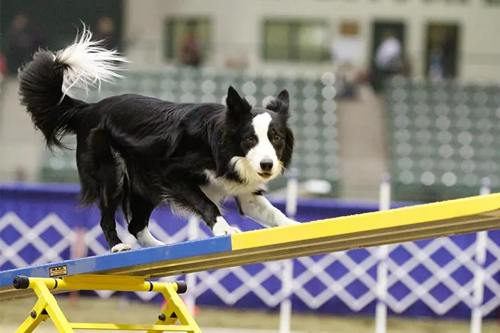 گالری تاریخچه بردر کالی (Border Collie)