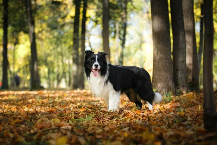 گالری تاریخچه بردر کالی (Border Collie)