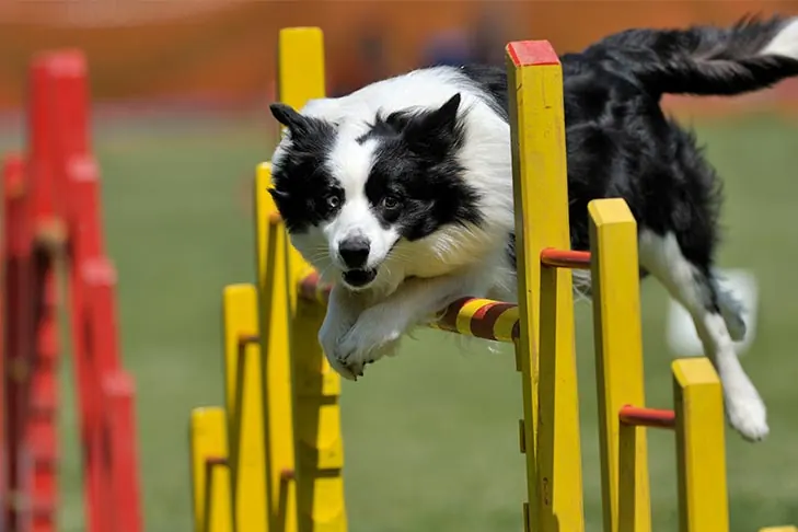 گالری تاریخچه بردر کالی (Border Collie)