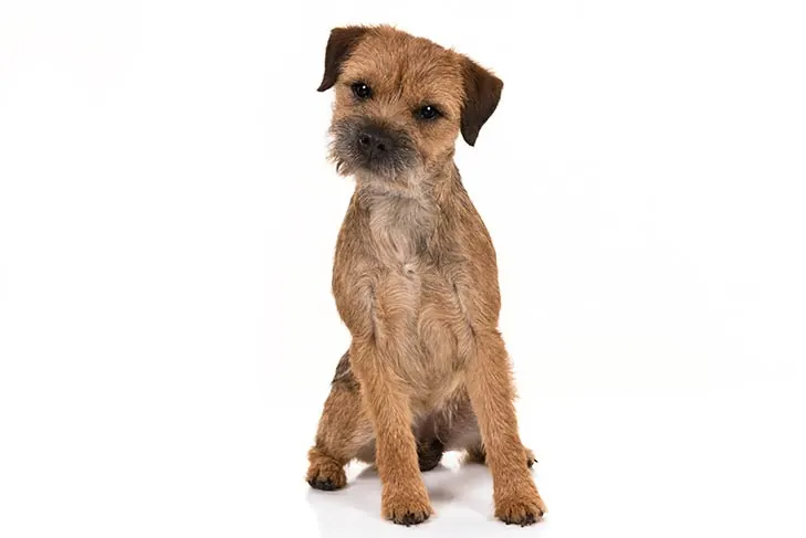 بوردر تریر (Border Terrier)