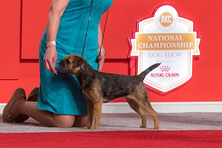 Border Terrier