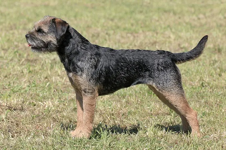 بوردر تریر (Border Terrier)