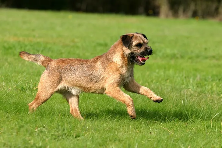 گالری تاریخچه بوردر تریر (Border Terrier)