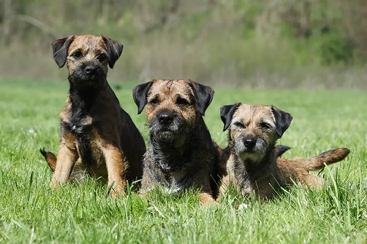 گالری تاریخچه بوردر تریر (Border Terrier)