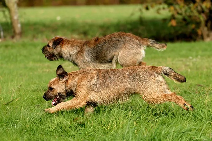 گالری تاریخچه بوردر تریر (Border Terrier)