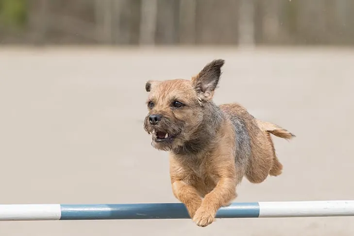 گالری تاریخچه بوردر تریر (Border Terrier)