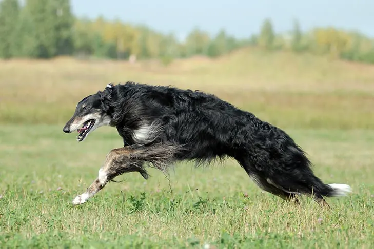 بورزوی (Borzoi)
