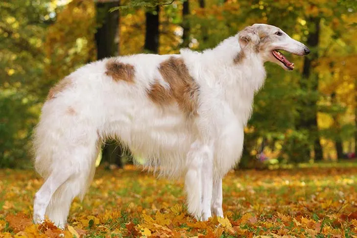 Borzoi