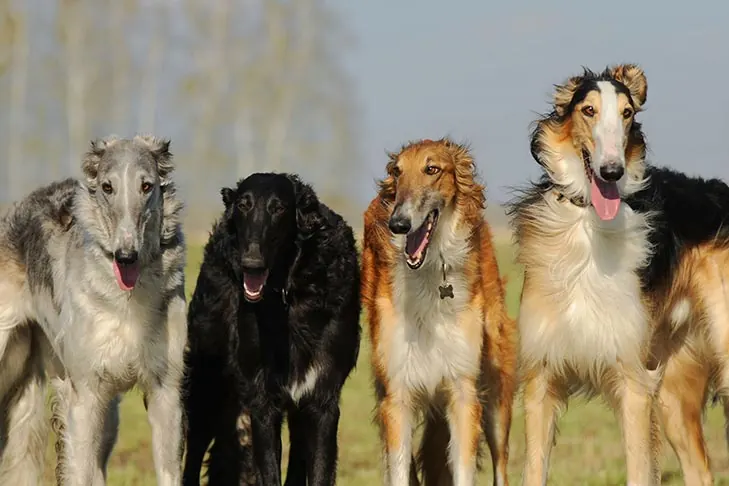 بورزوی (Borzoi)