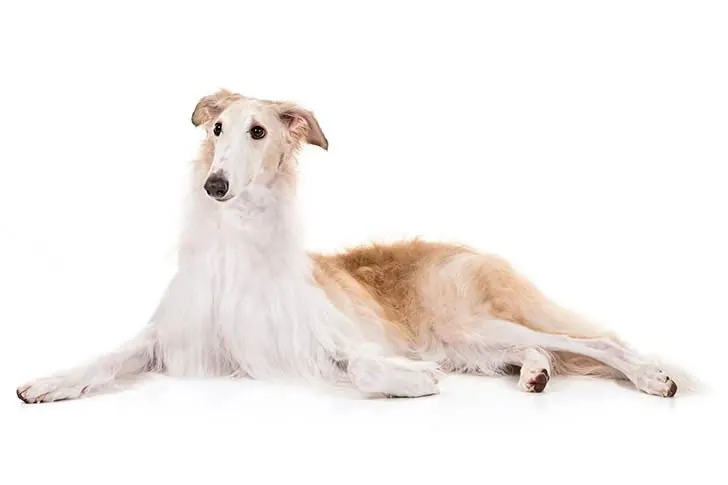 گالری تاریخچه بورزوی (Borzoi)