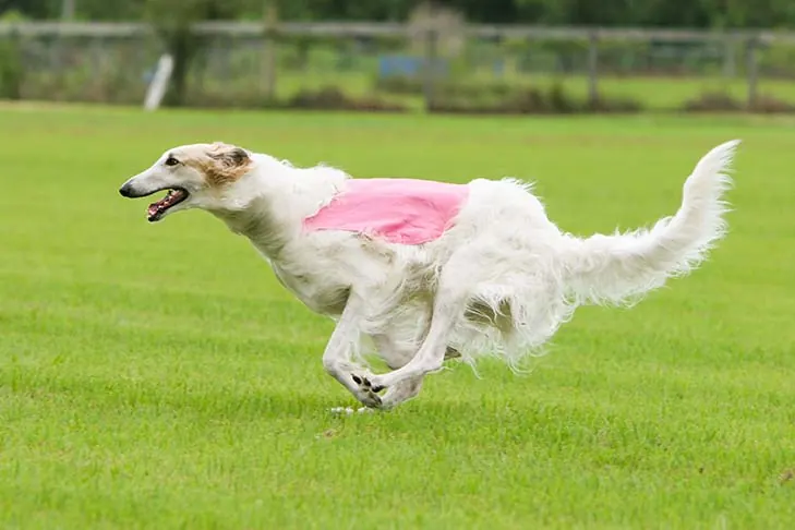 گالری تاریخچه بورزوی (Borzoi)