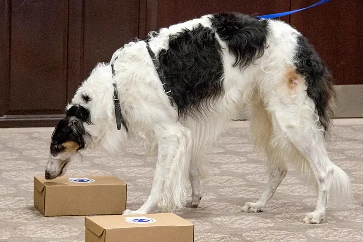 گالری تاریخچه بورزوی (Borzoi)
