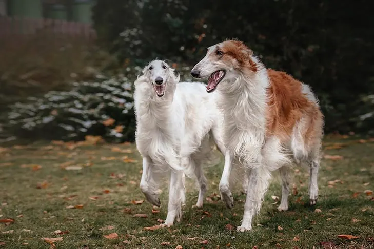 گالری تاریخچه بورزوی (Borzoi)