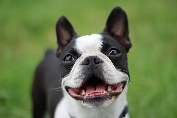 بوستون تریر (Boston Terrier)