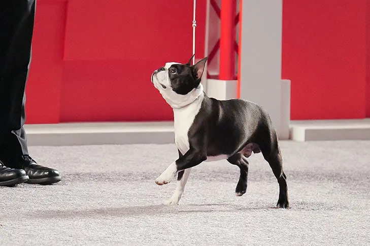 Boston Terrier