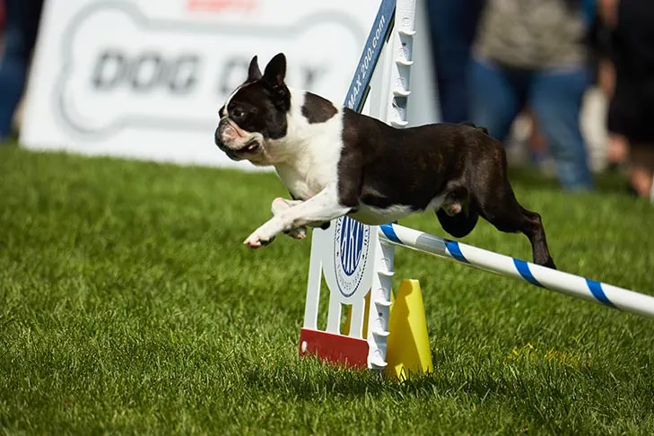 بوستون تریر (Boston Terrier)