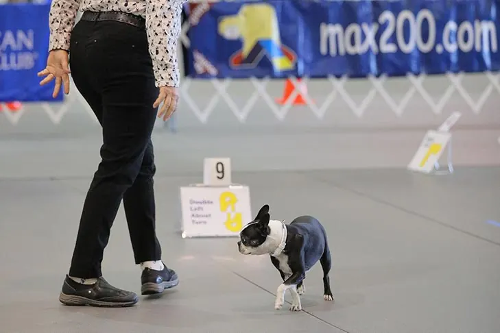 گالری تاریخچه بوستون تریر (Boston Terrier)