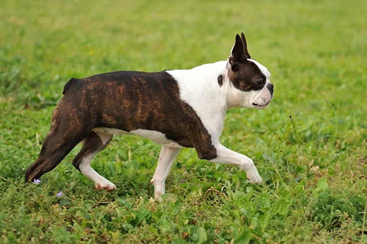 گالری تاریخچه بوستون تریر (Boston Terrier)