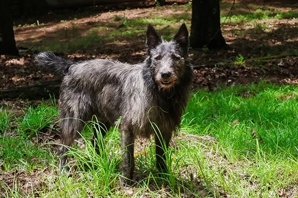 بوویه دِ آردن (Bouvier des Ardennes)