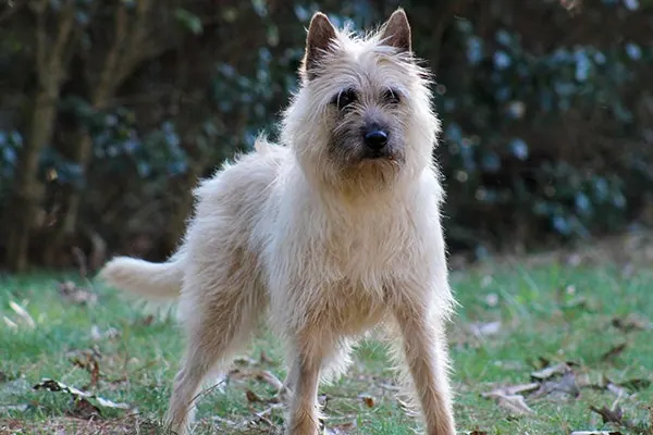 گالری تاریخچه بوویه دِ آردن (Bouvier des Ardennes)
