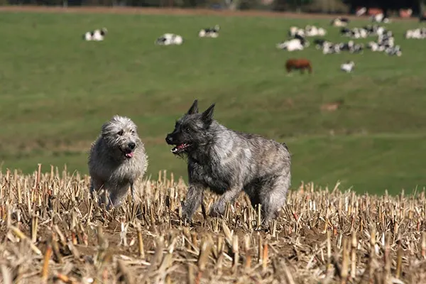 گالری تاریخچه بوویه دِ آردن (Bouvier des Ardennes)