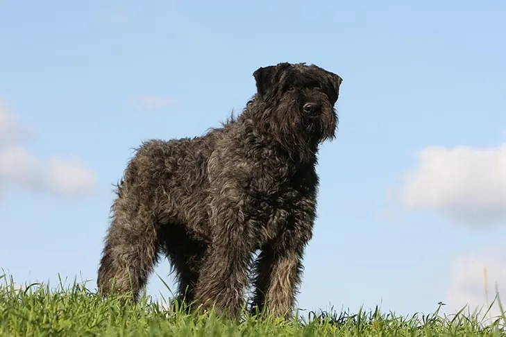 بوویه دِ فلاندر (Bouvier des Flandres)