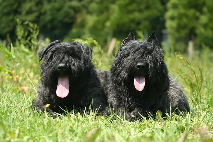 Bouvier des Flandres