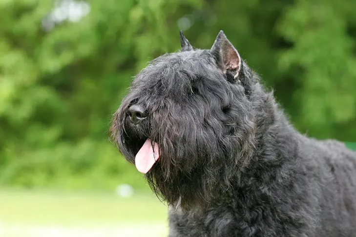 گالری تاریخچه بوویه دِ فلاندر (Bouvier des Flandres)