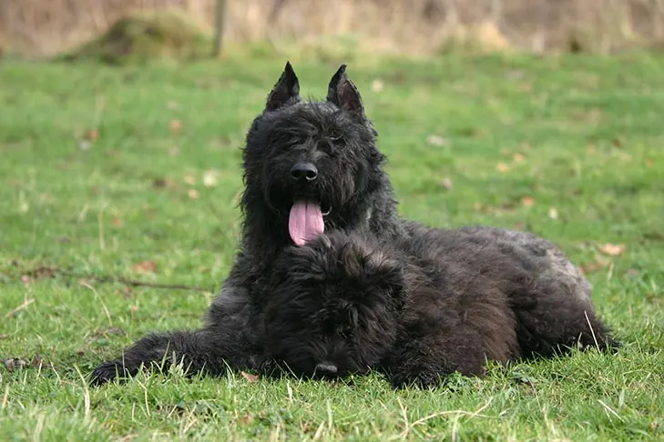 گالری تاریخچه بوویه دِ فلاندر (Bouvier des Flandres)