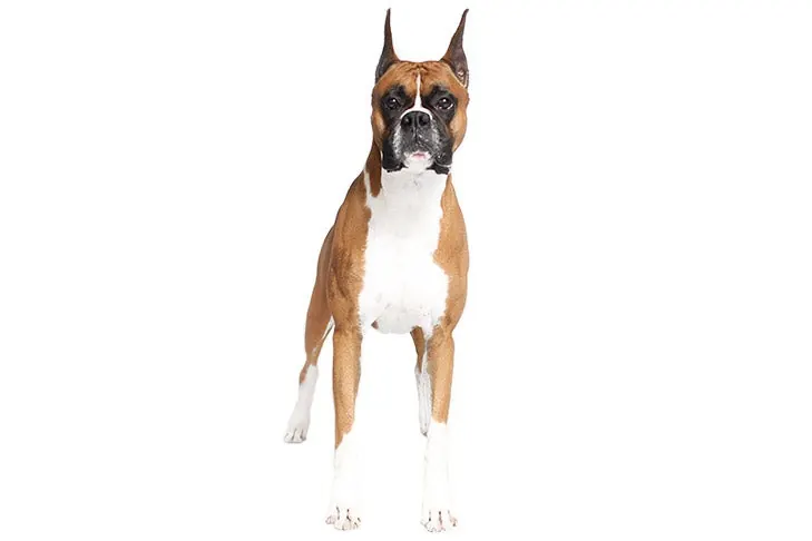 Boxer