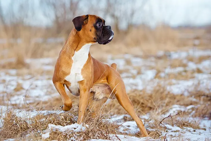 گالری تاریخچه باکسر (Boxer)
