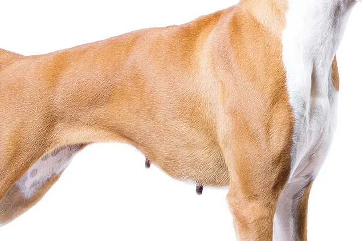 گالری تاریخچه باکسر (Boxer)