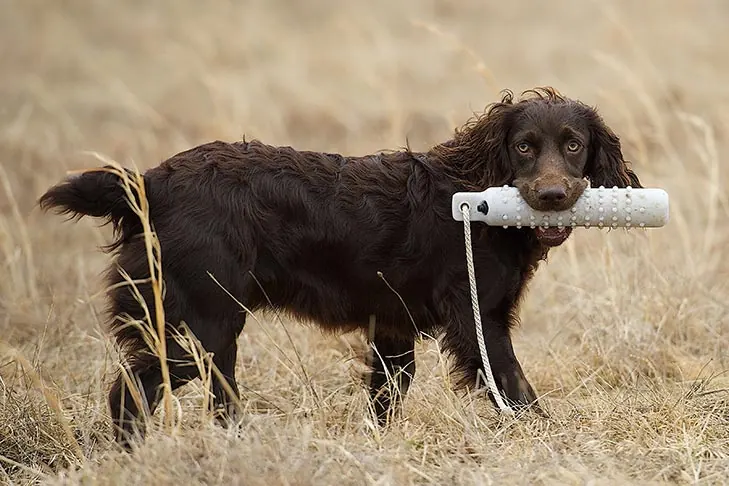 بویکین اسپانیل (Boykin Spaniel)