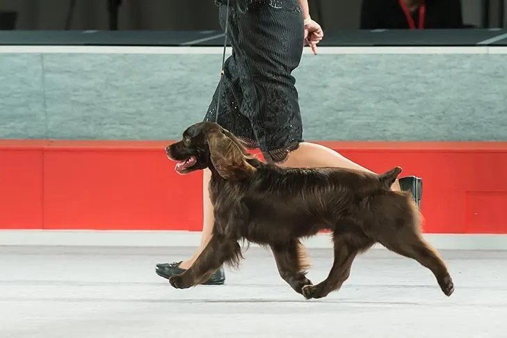 Boykin Spaniel