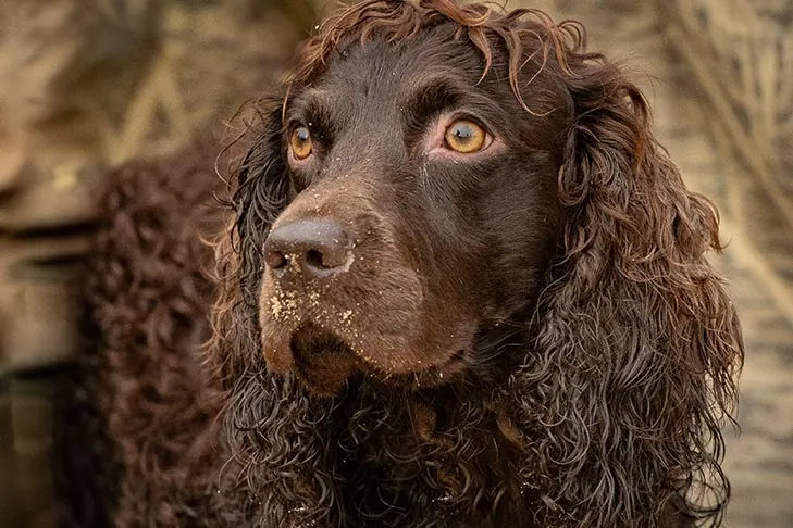 بویکین اسپانیل (Boykin Spaniel)