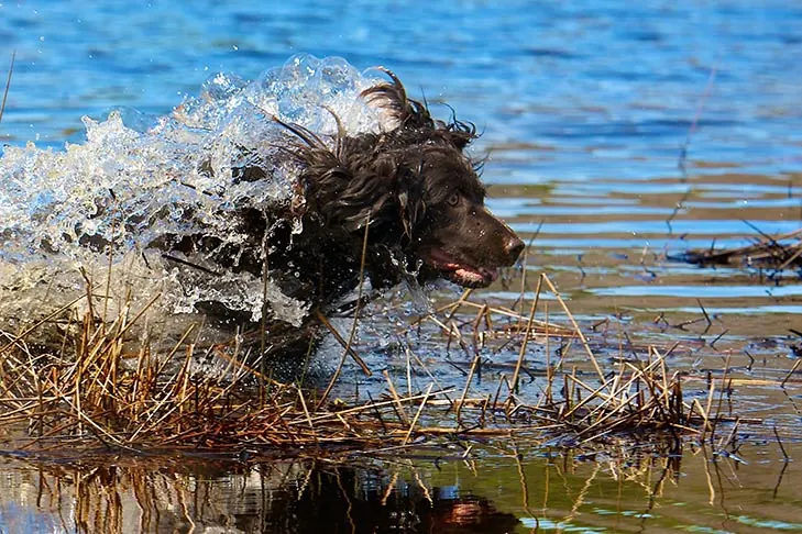 گالری تاریخچه بویکین اسپانیل (Boykin Spaniel)